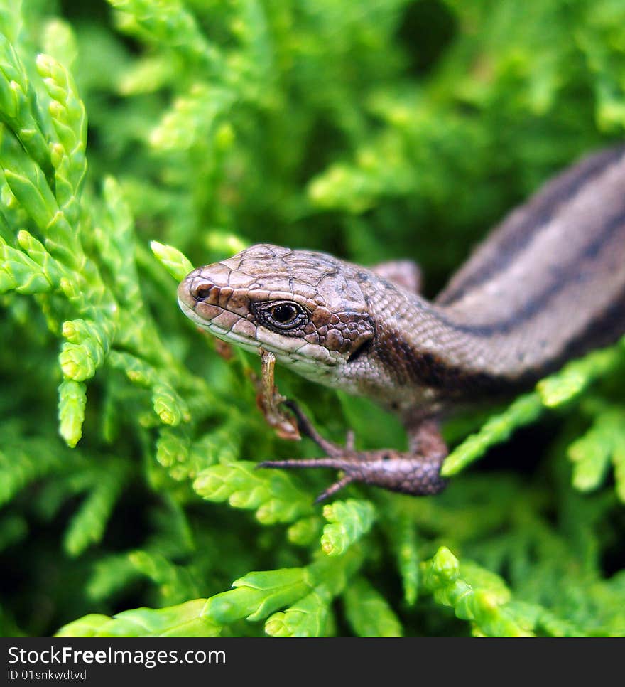 Lizard sitting in green bush. Lizard sitting in green bush.