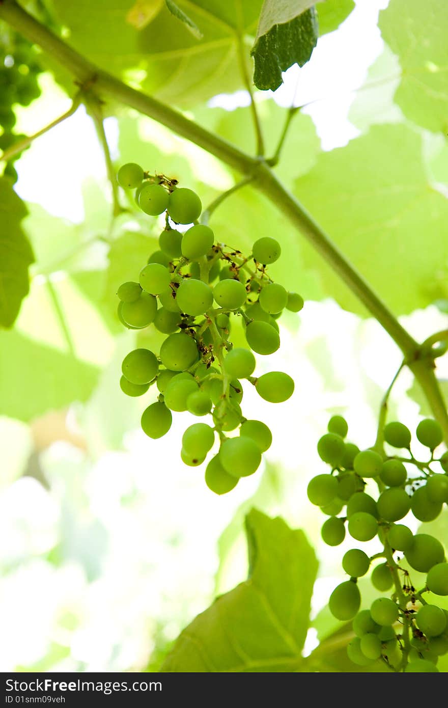 Unripe green grape on branch