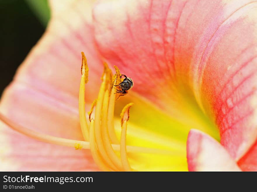 Small bee on flower