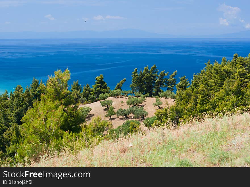 View from above by Olive trees and Aegean Sea. Greece, Halkidiki, Kassandra.