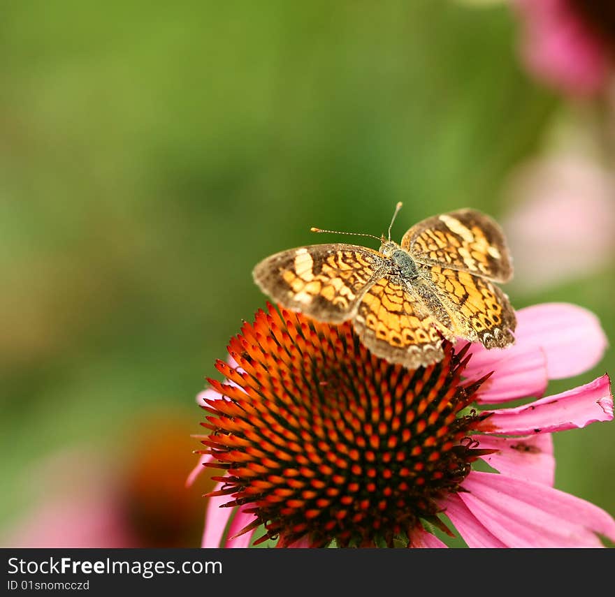 Butterfly on pink flower