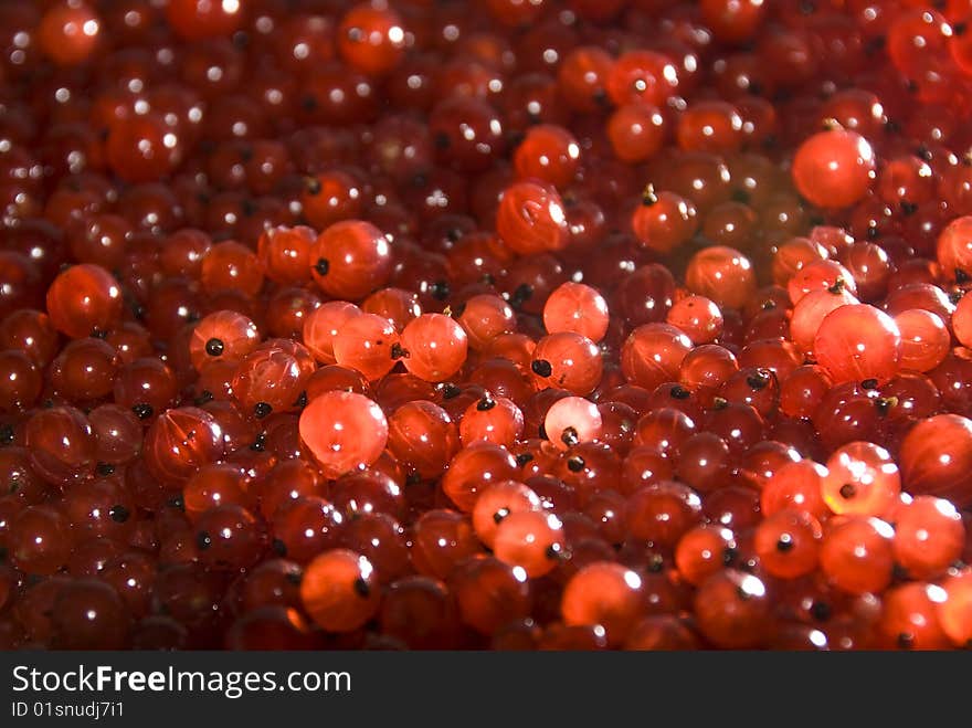 Berrys of red currant in macro