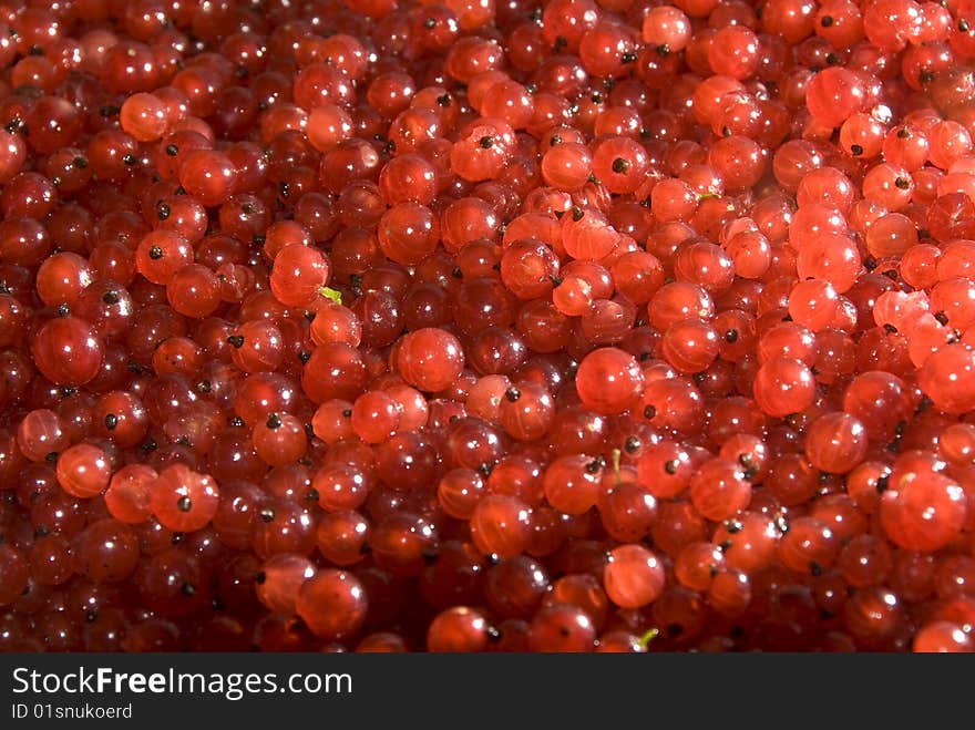 Red currant berries in macro. Red currant berries in macro