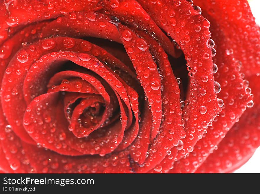 Fresh rose with waterdrops close up