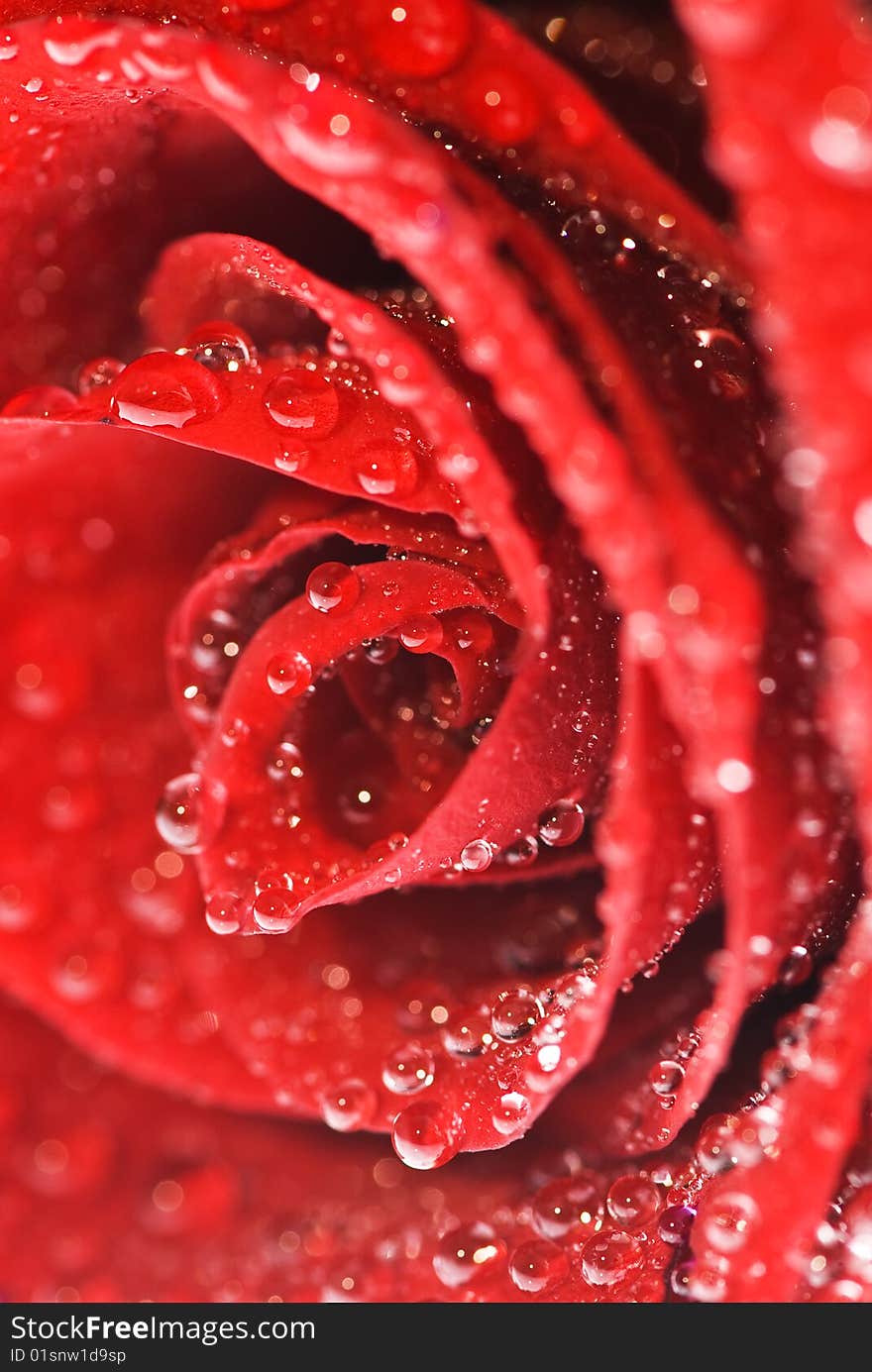 Fresh rose with waterdrops close up. Fresh rose with waterdrops close up