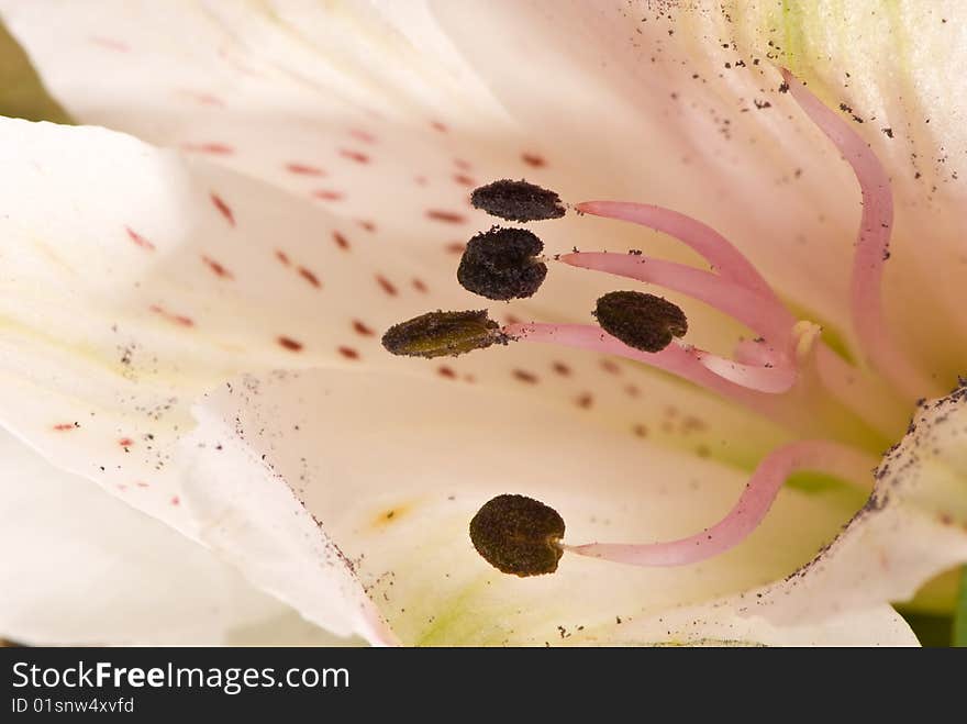 Inside Flower