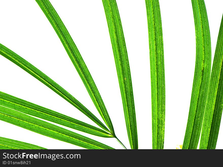 Palm leaf isolated on white