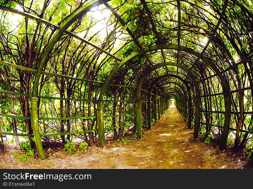 Tree Tunnel