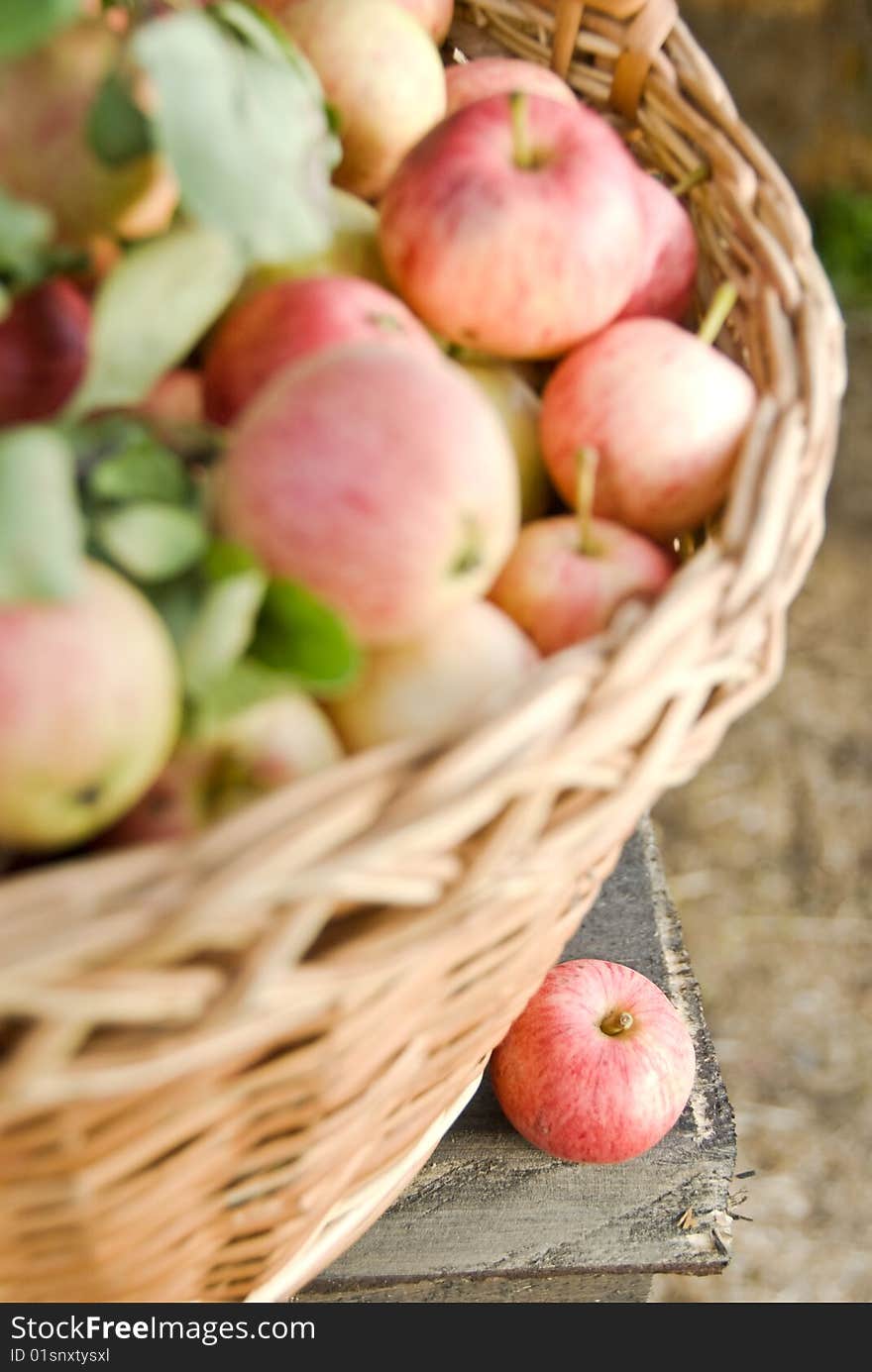 The basket with sunny apples