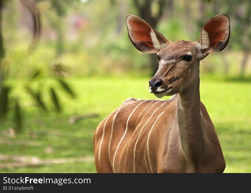 Greater female Kudu portrait; tragelaphus strepsiceros;. Greater female Kudu portrait; tragelaphus strepsiceros;