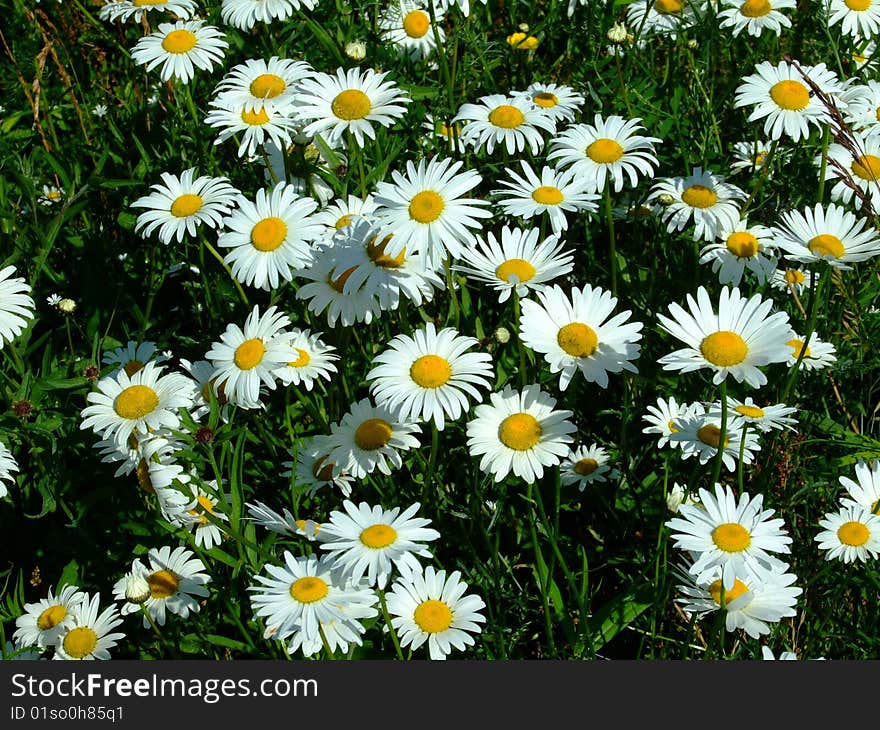 Wild daisy macro