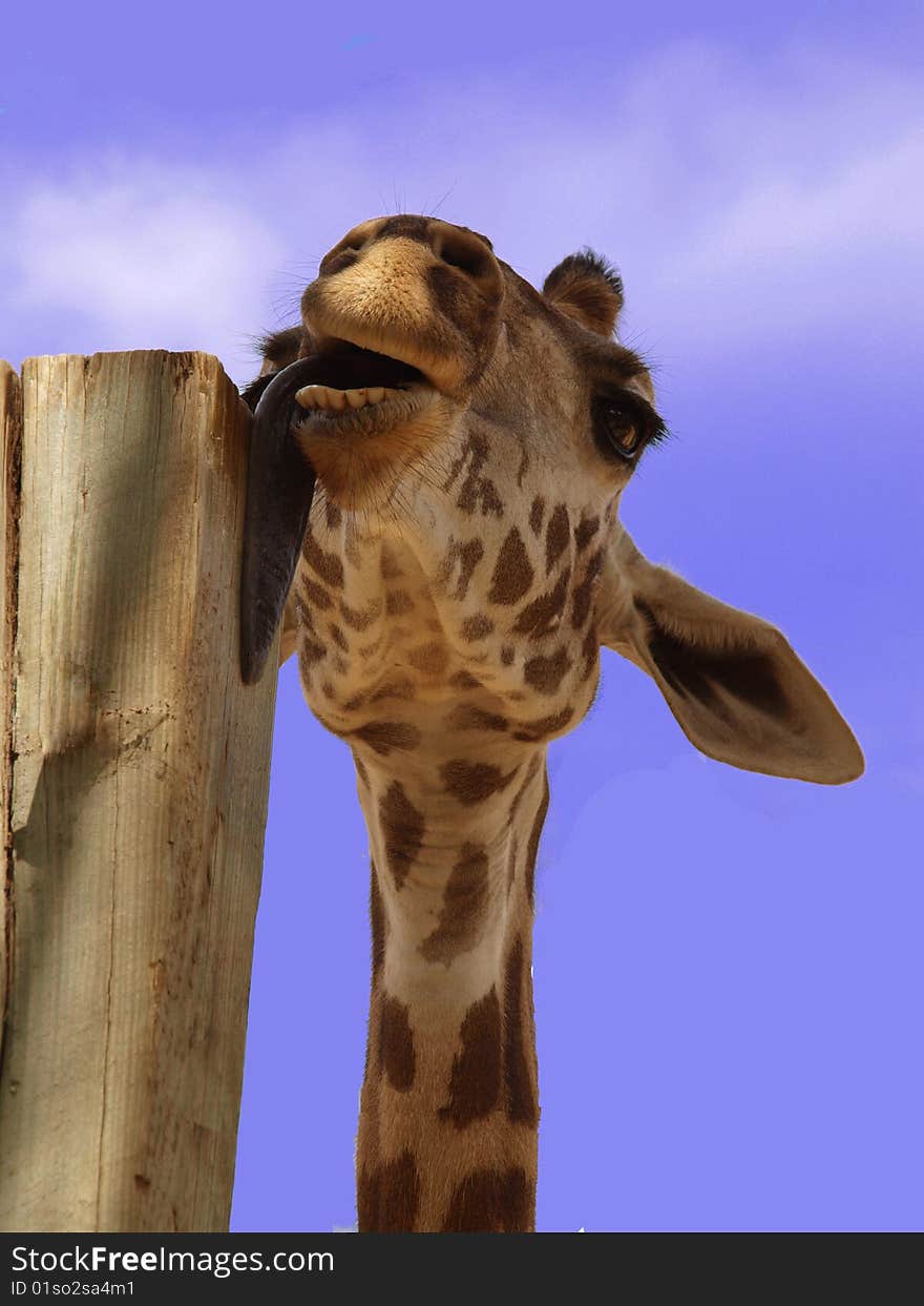 Giraffe licking a post with her huge tongue.... do you want a kiss????. Giraffe licking a post with her huge tongue.... do you want a kiss????