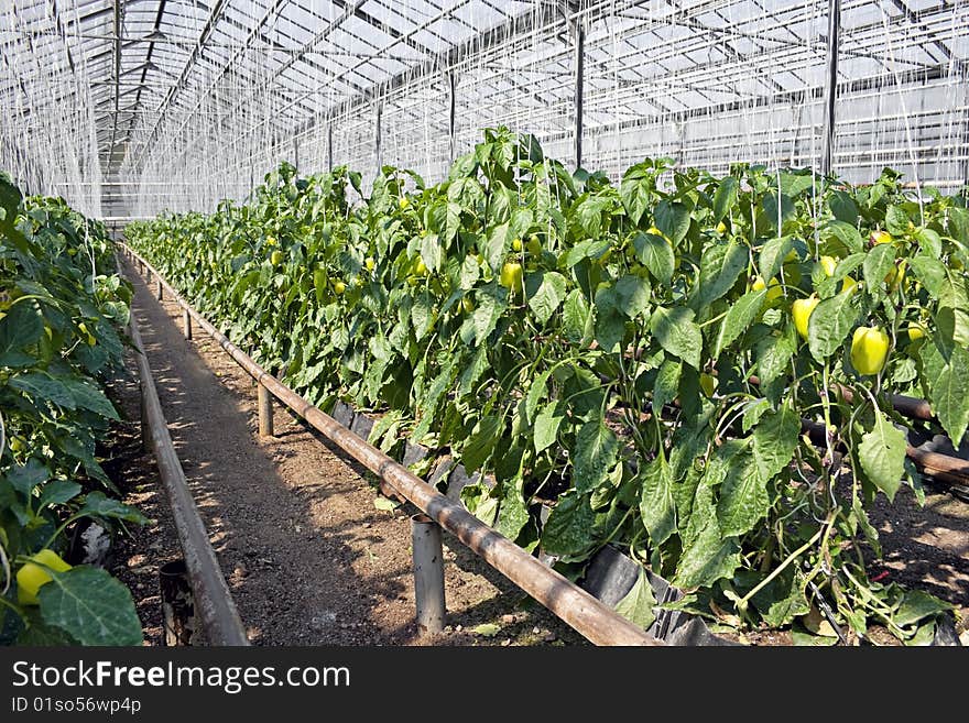 Greenhouse  Pepper Plants.