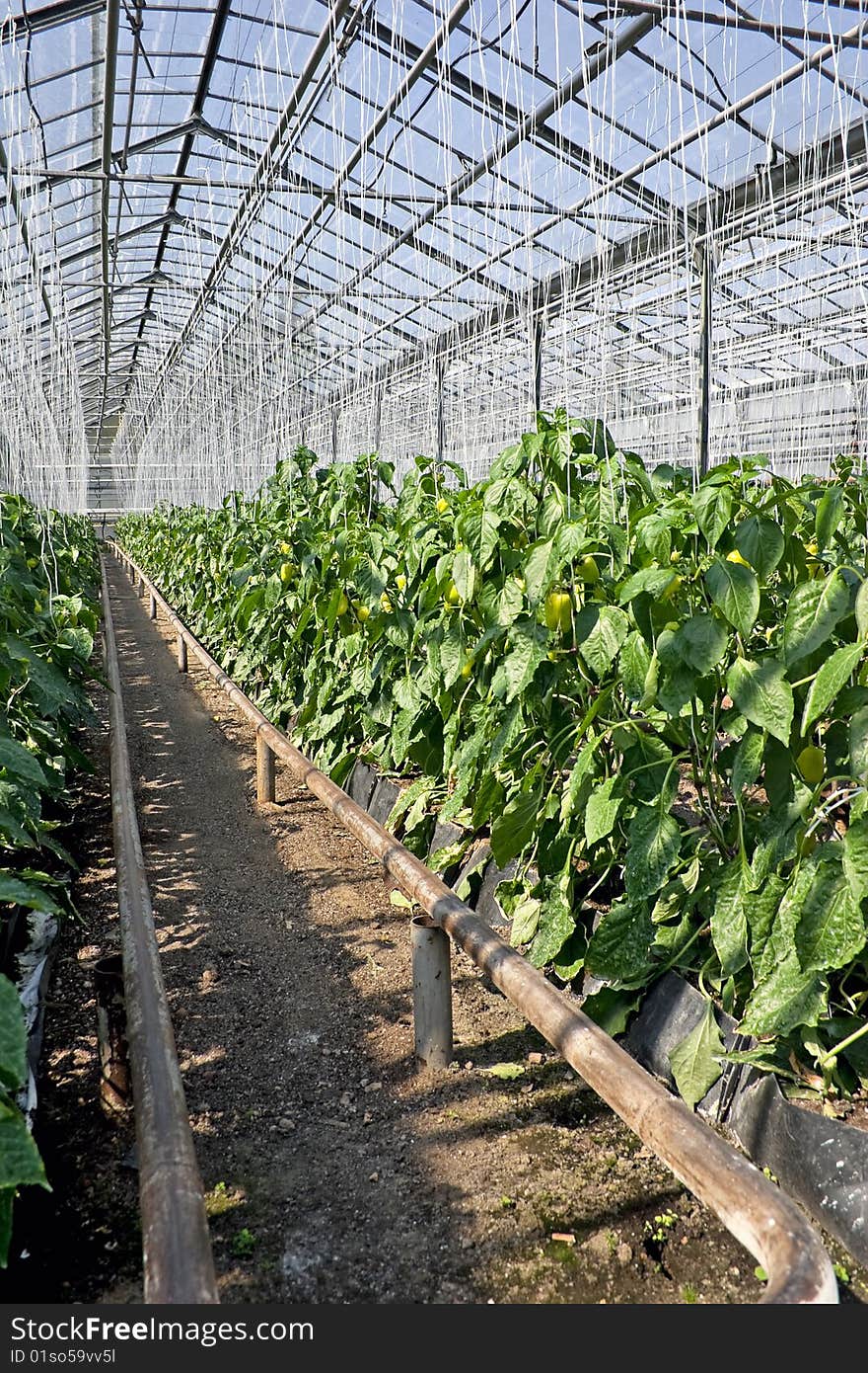 Greenhouse  pepper plants.