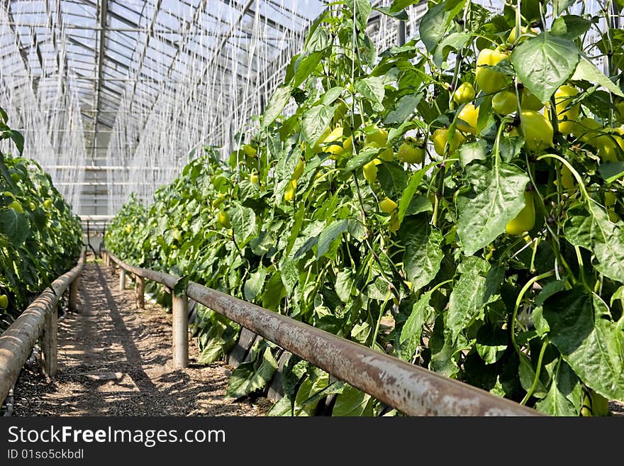 Greenhouse  pepper plants.