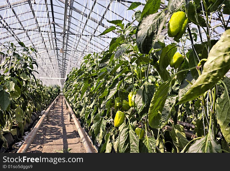 Greenhouse  pepper plants.