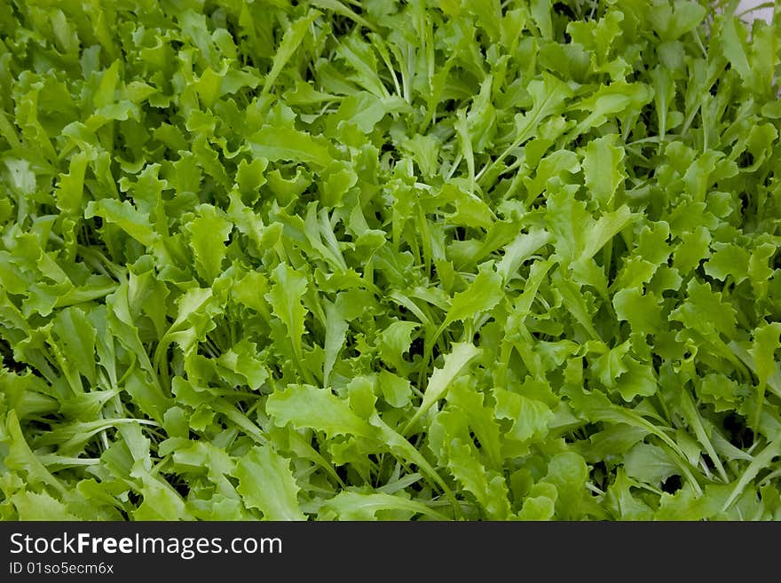 Fresh salad growing in a hothouse. Fresh salad growing in a hothouse.