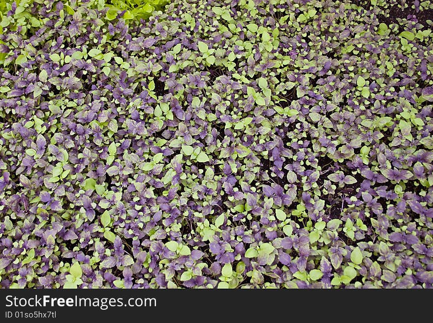 Fresh basil growing in a hothouse.