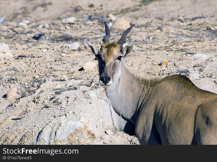 An eland antelope in the Namib desert of Namibia