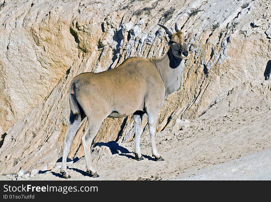 An eland antelope in the Namib desert of Namibia