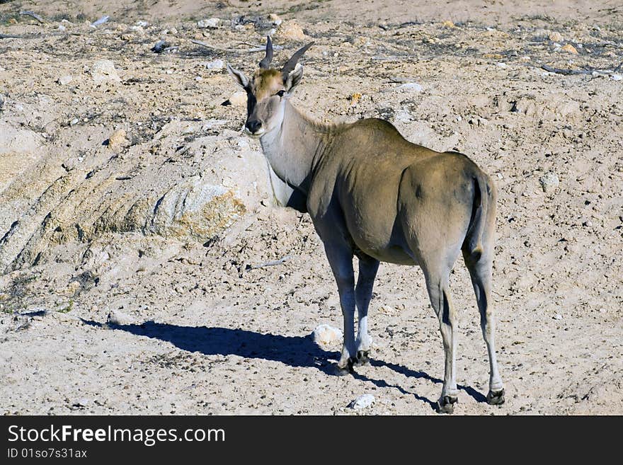 An eland antelope in the Namib desert of Namibia