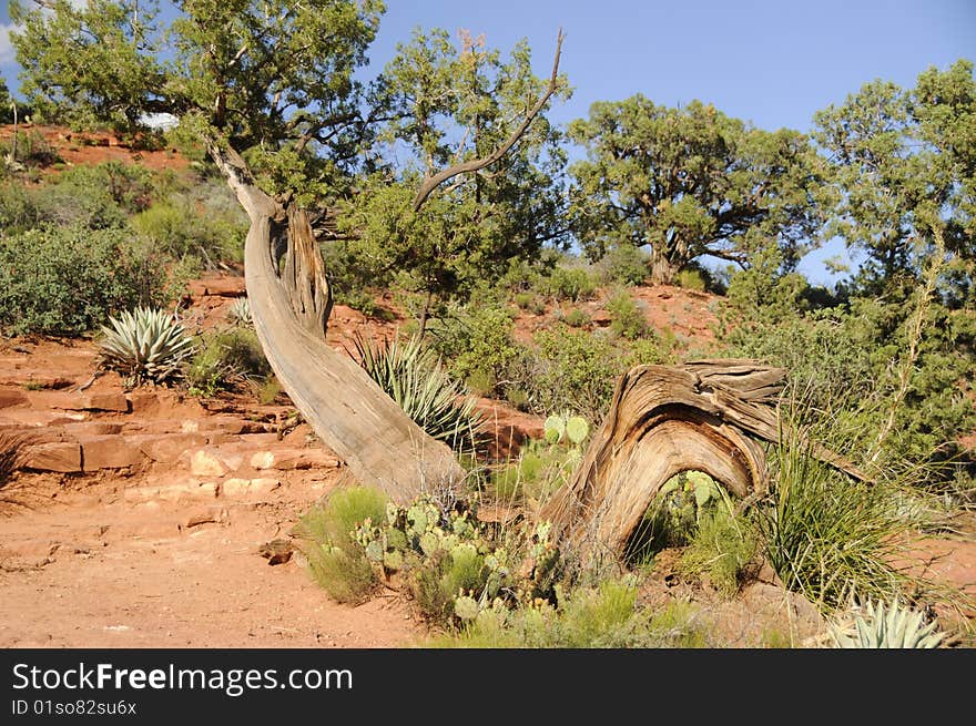 Red Rocks