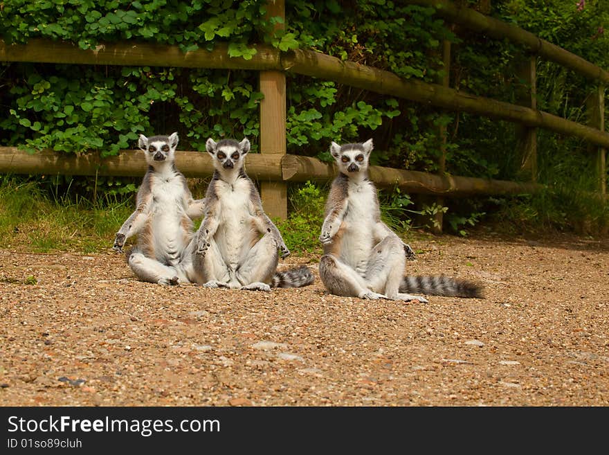 Three Ring-Tailed Lemurs enjoying the warmth of the sun. Three Ring-Tailed Lemurs enjoying the warmth of the sun.