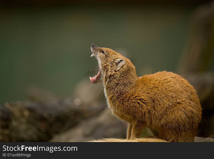 Mongoose Yawning