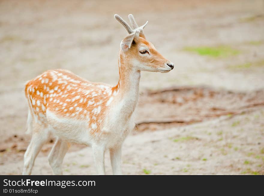 Fallow Deer