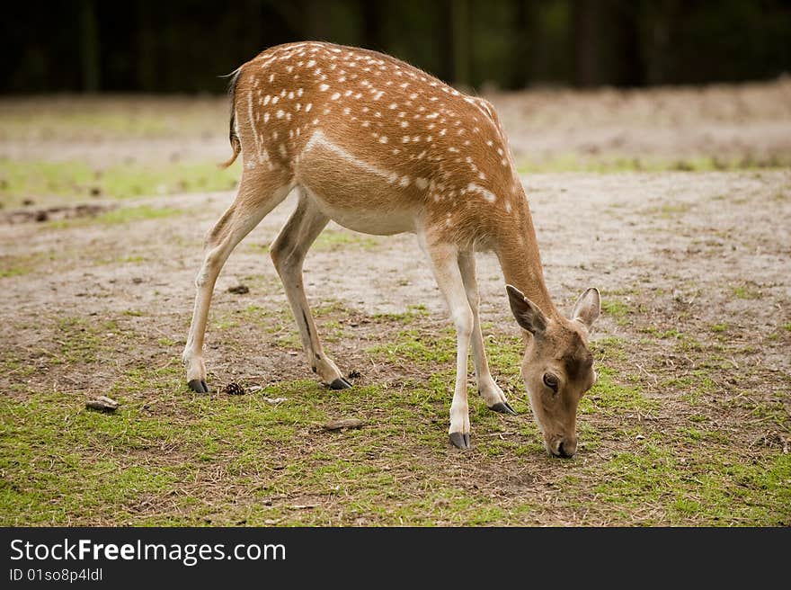 Fallow Deer