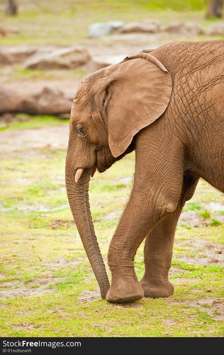 Baby Elephant