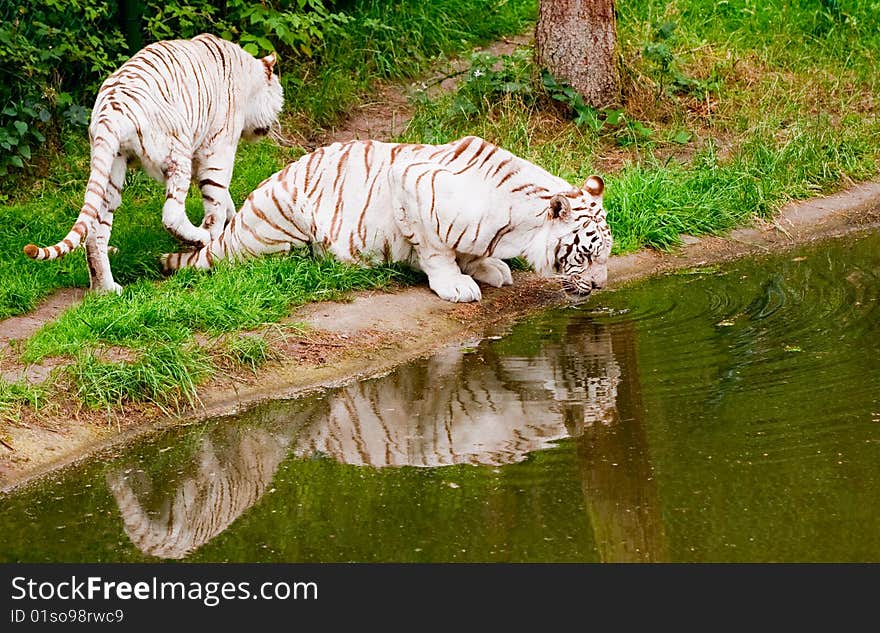 White Tigers