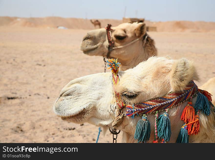 Two Camels