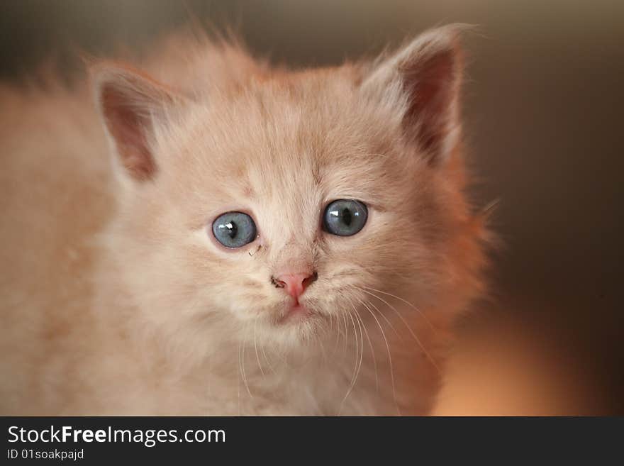 Fluffy kitten of beige colour with blue eyes