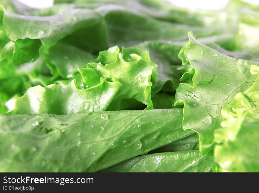 Green Lettuce