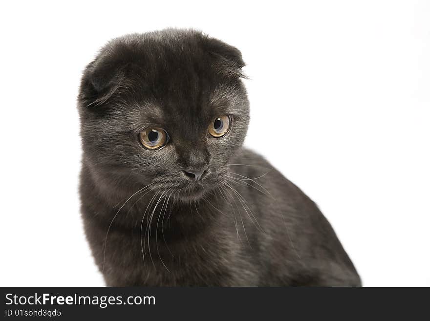 Lop-eared cat on a white background