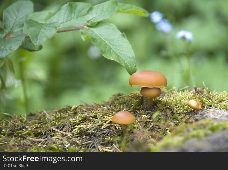 Charming Mushrooms Against Wood