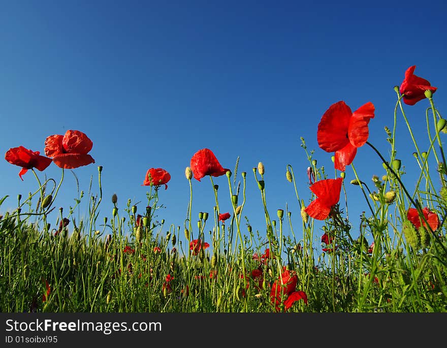 Red Poppies On Sky