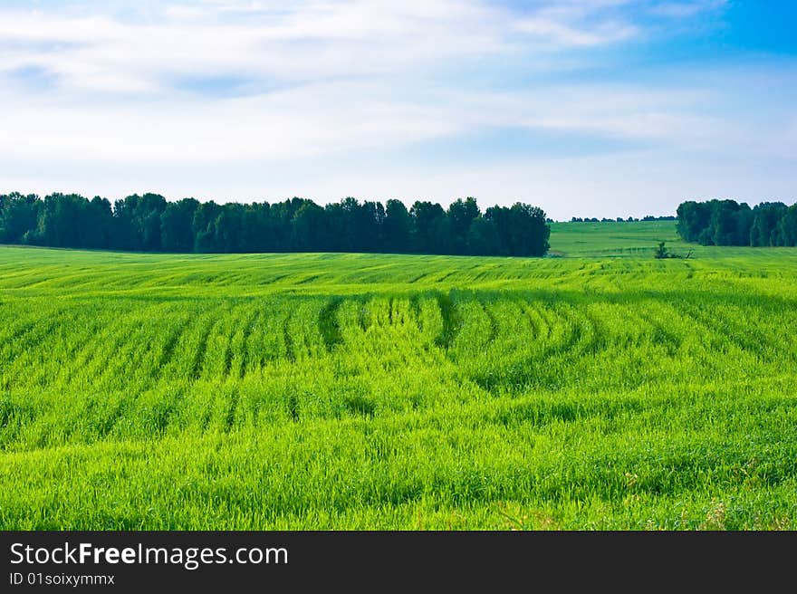 Green wheat field in July