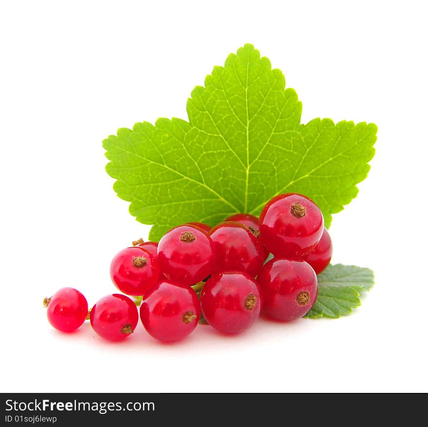 Red currants on white background