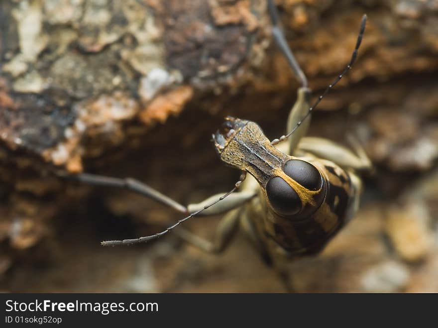 Fungus Weevil