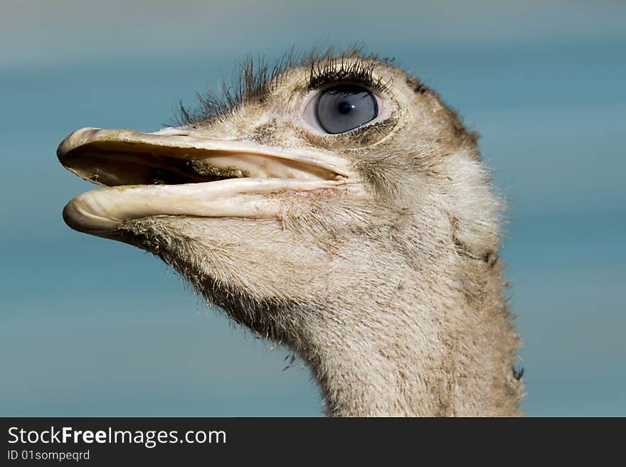 Ostrich