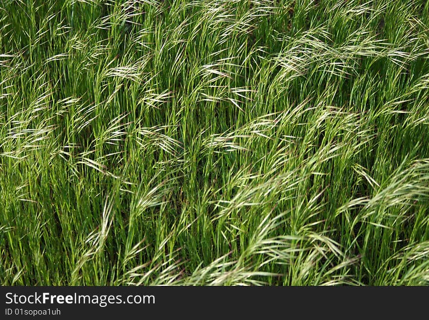 Texture of the green summer grass in the wind