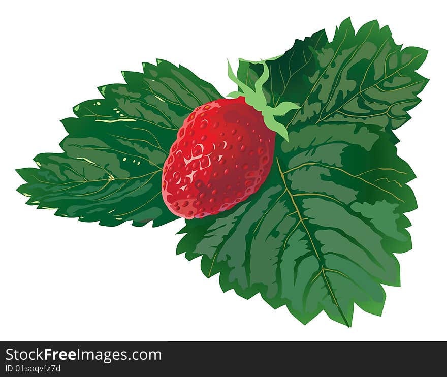 The ripe strawberry on green leaves