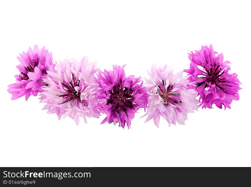 Cornflower isolated on a white background