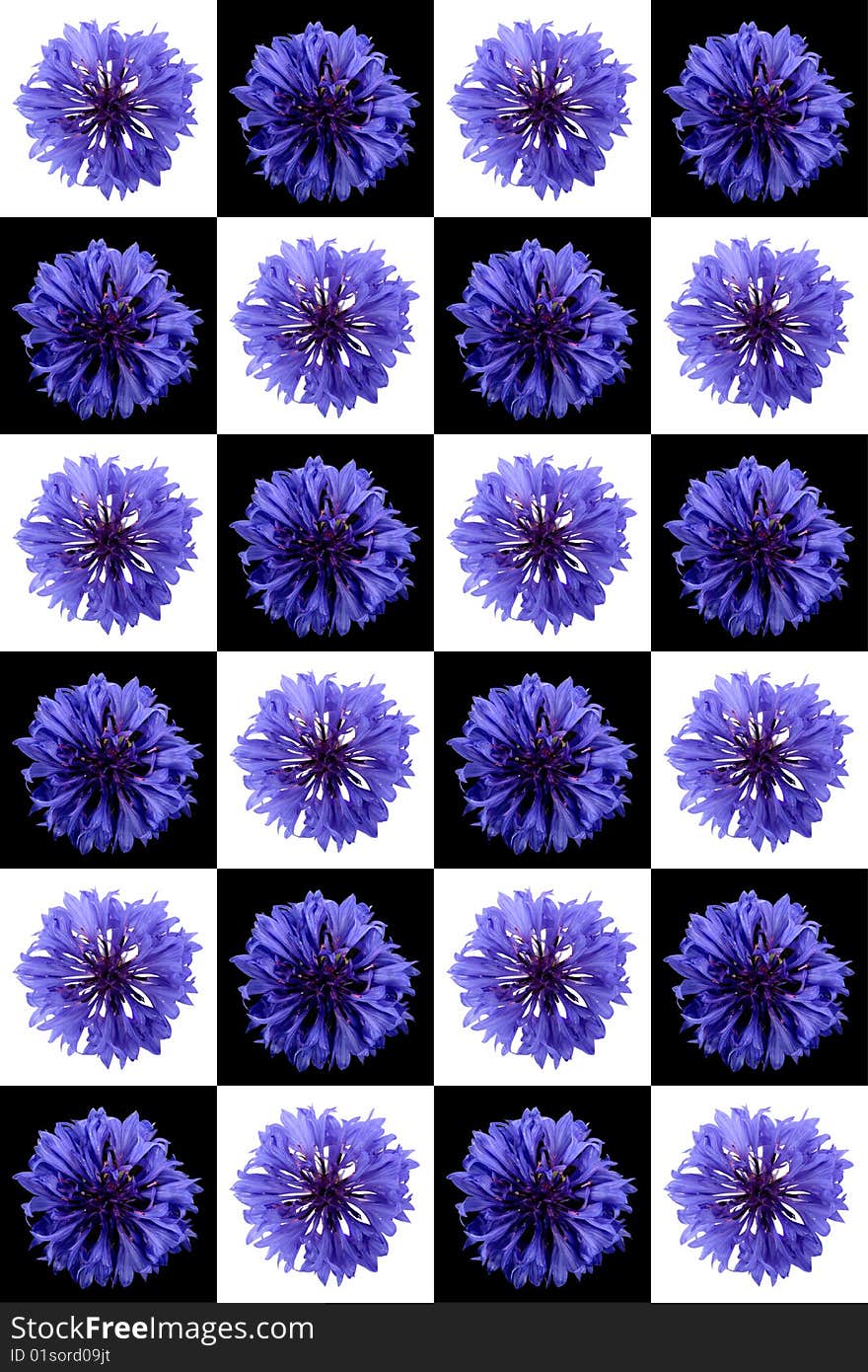 Set of cornflower  isolated on a white background