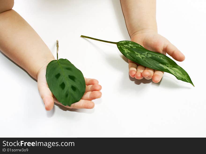 Leaf in child hands isolated on white. Leaf in child hands isolated on white.