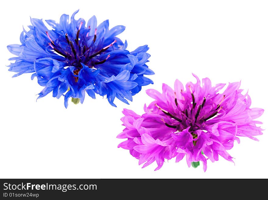 Cornflower isolated on a white background