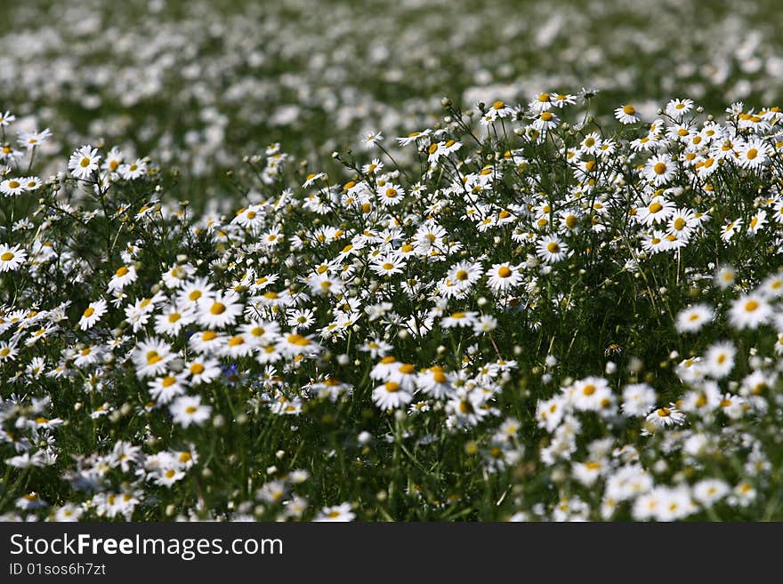 White Daisy Flower Texture