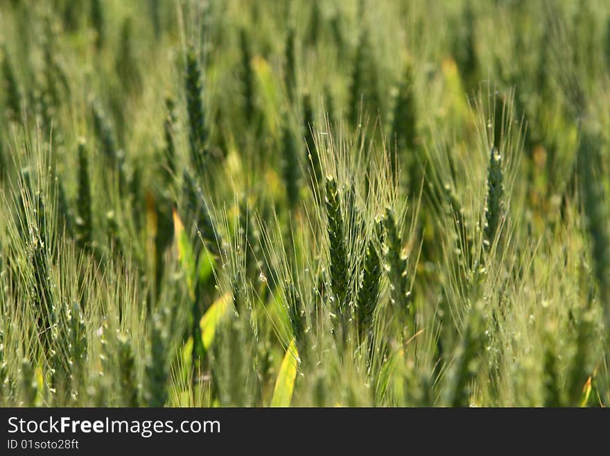 Green corn field background in sunny day